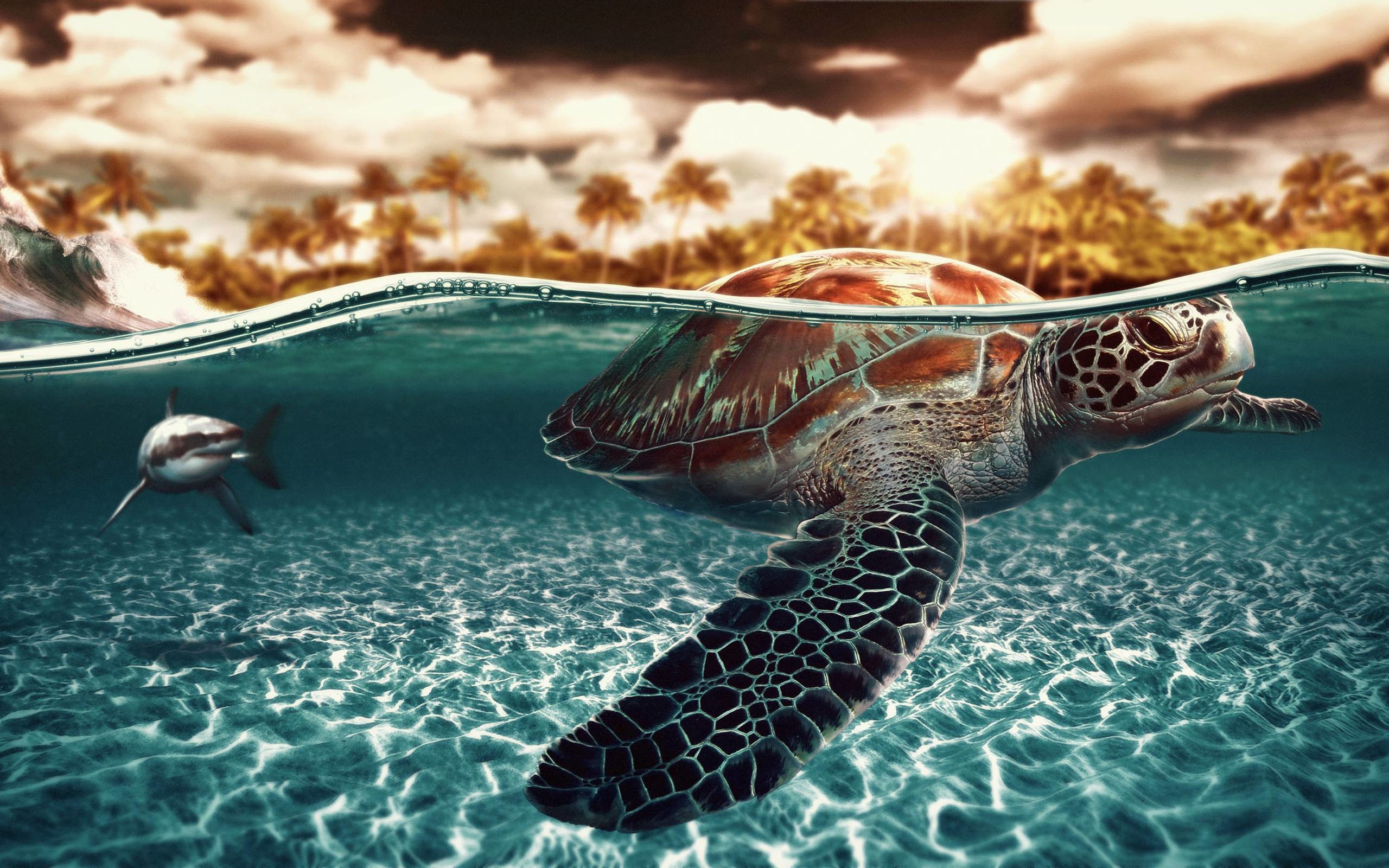 Cute Turtle Wallpaper