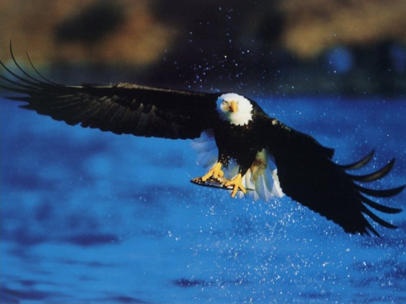 American Bald Eagle Fishing Wildlife Puter Desktop Wallpaper
