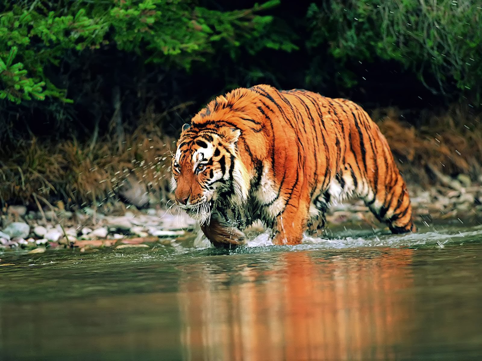 Tiger Wallpaper Desktop Tigerdesktop Background