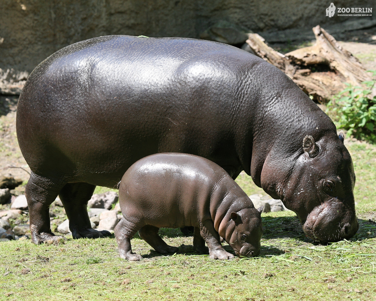 Hippopotamus Wallpaper Pets Cute And Docile