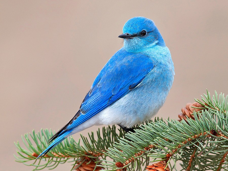 Beautiful Bird Blue Animals Birds Hd Desktop Wallpaper