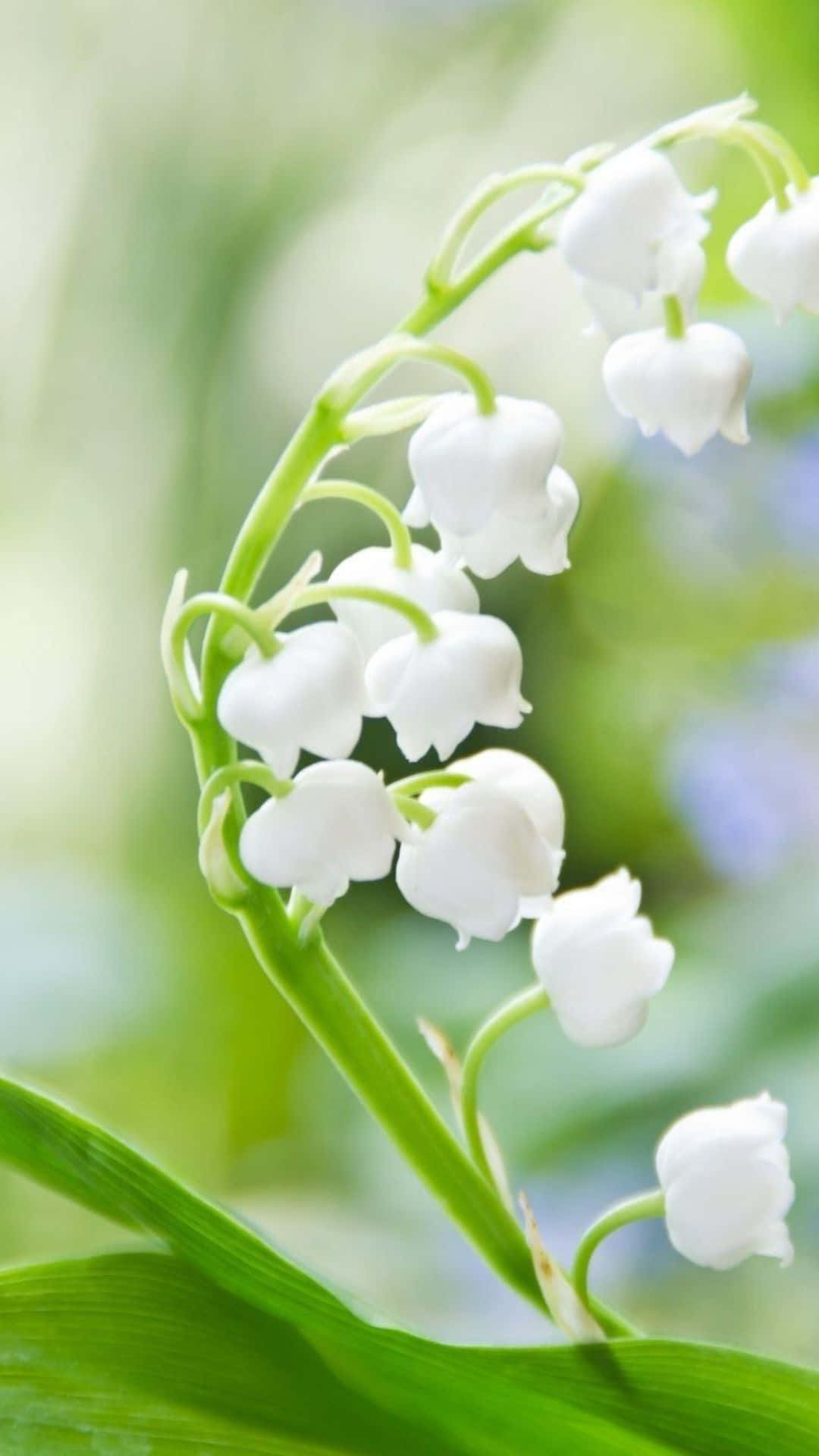 Lily Of The Valley Wallpaper