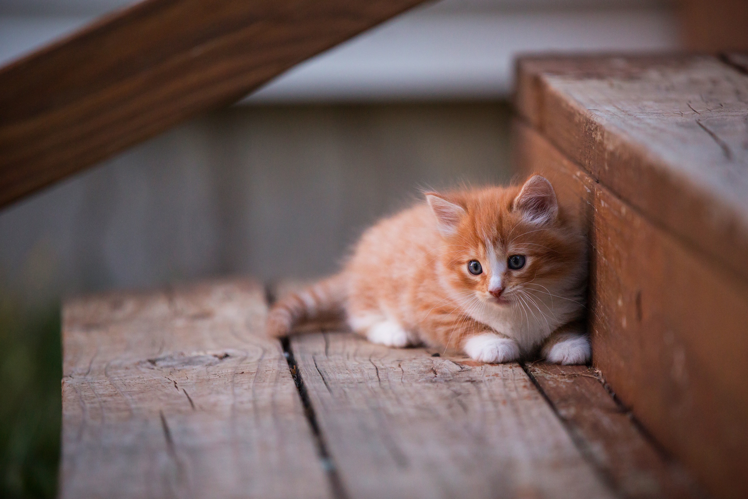 An adorable orange and white kitten sits on rustic wooden steps, looking directly at the camera
