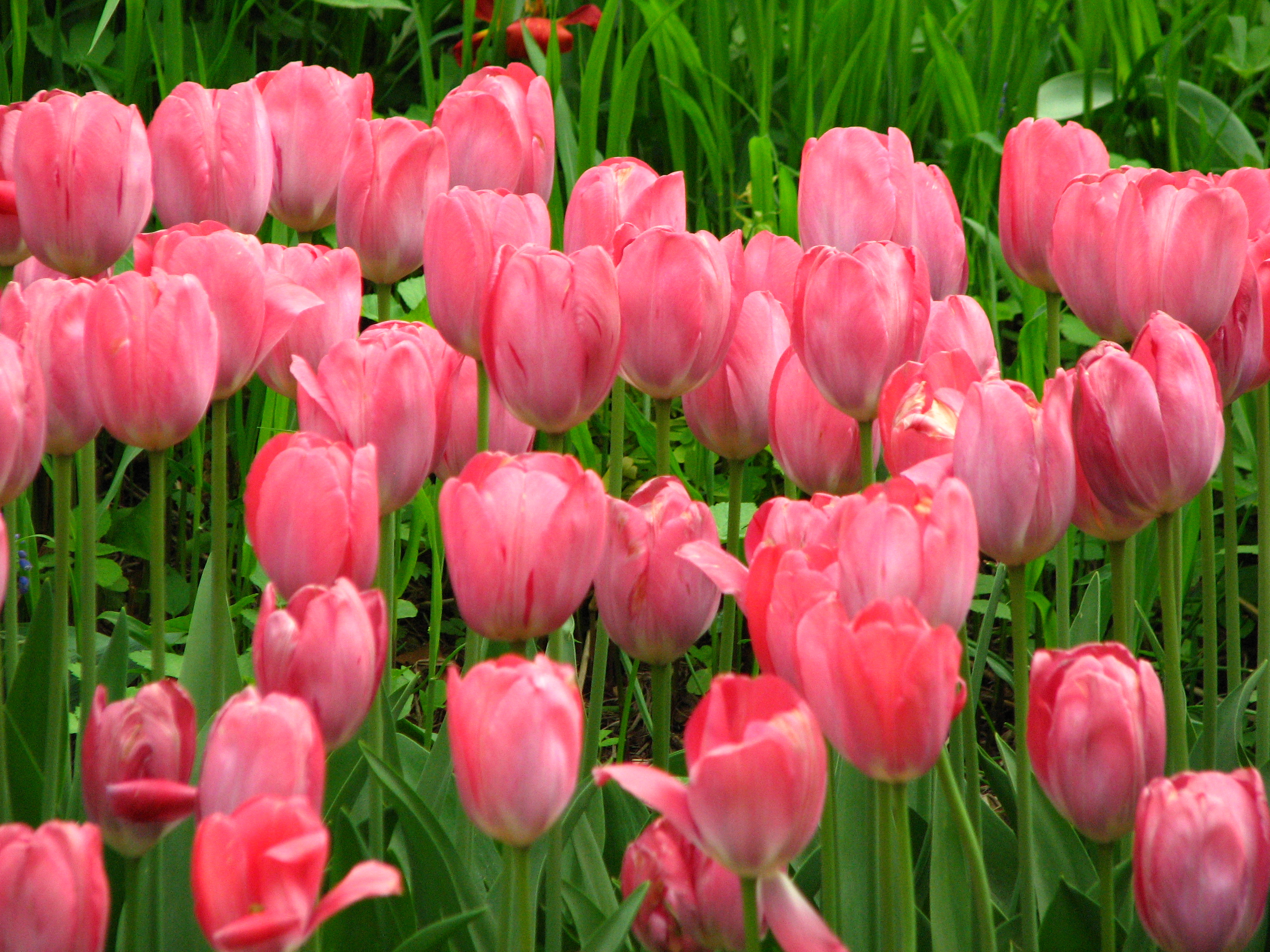 Pink Tulips HD Wallpaper Flowers