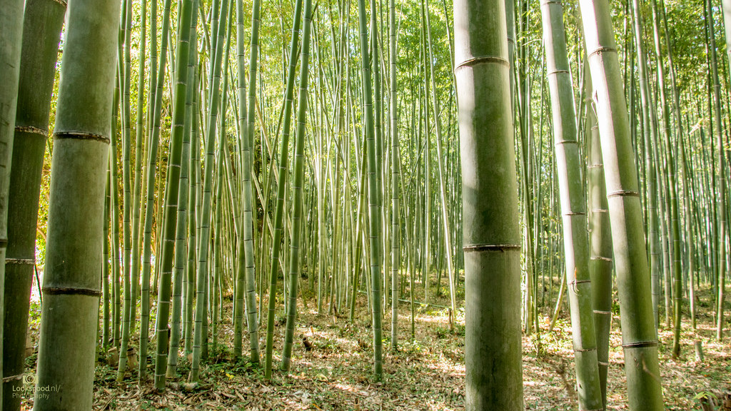 Bamboo Forest Kyoto Japan 4k Wallpaper Desktop Background