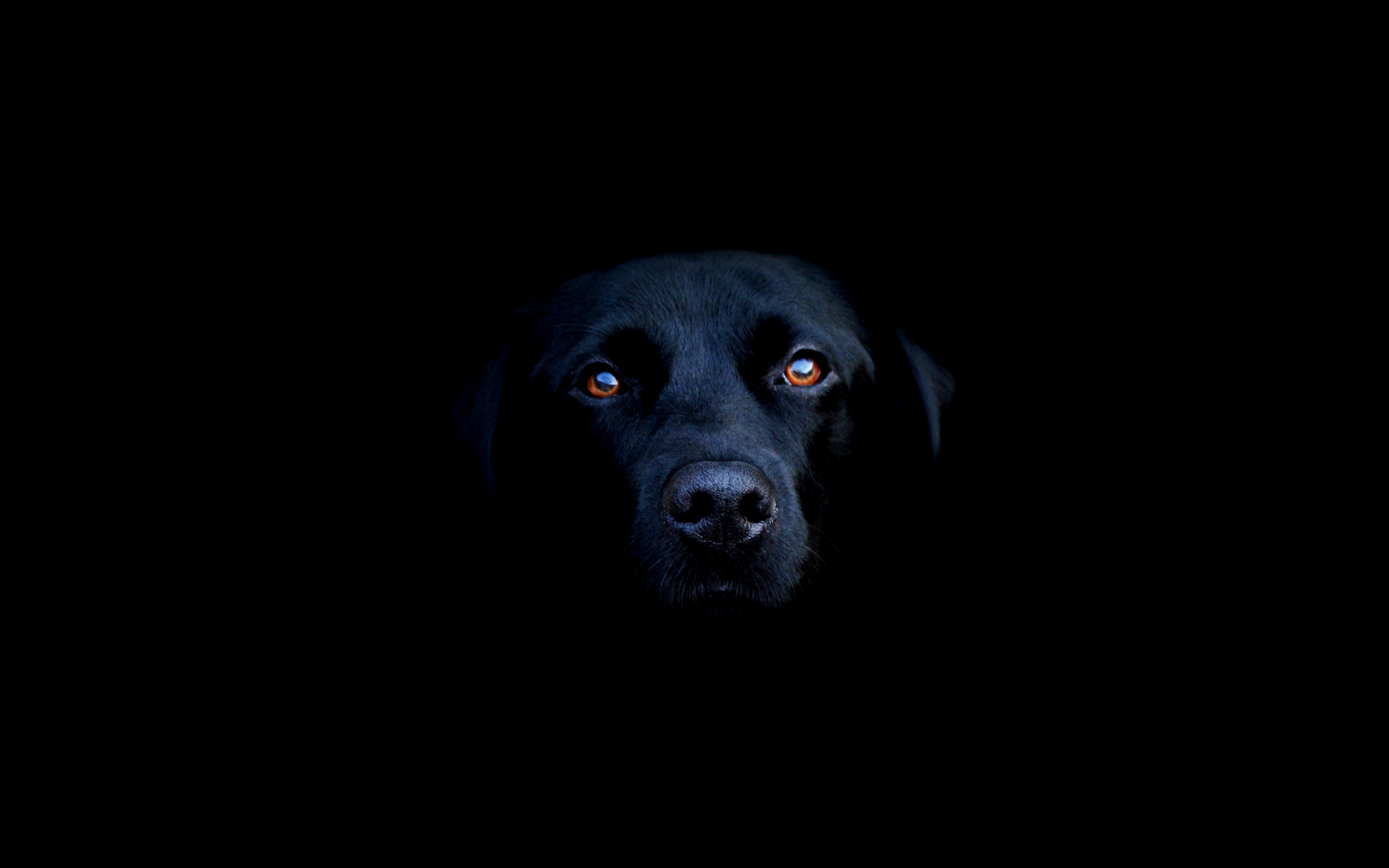 Animals Background In High Quality Black Labrador Retriever