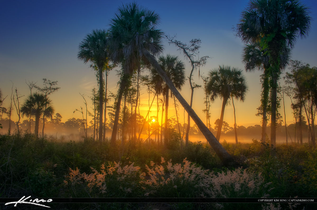 Natural Florida Landscape Foggy Morning Sunrise HDr Photography