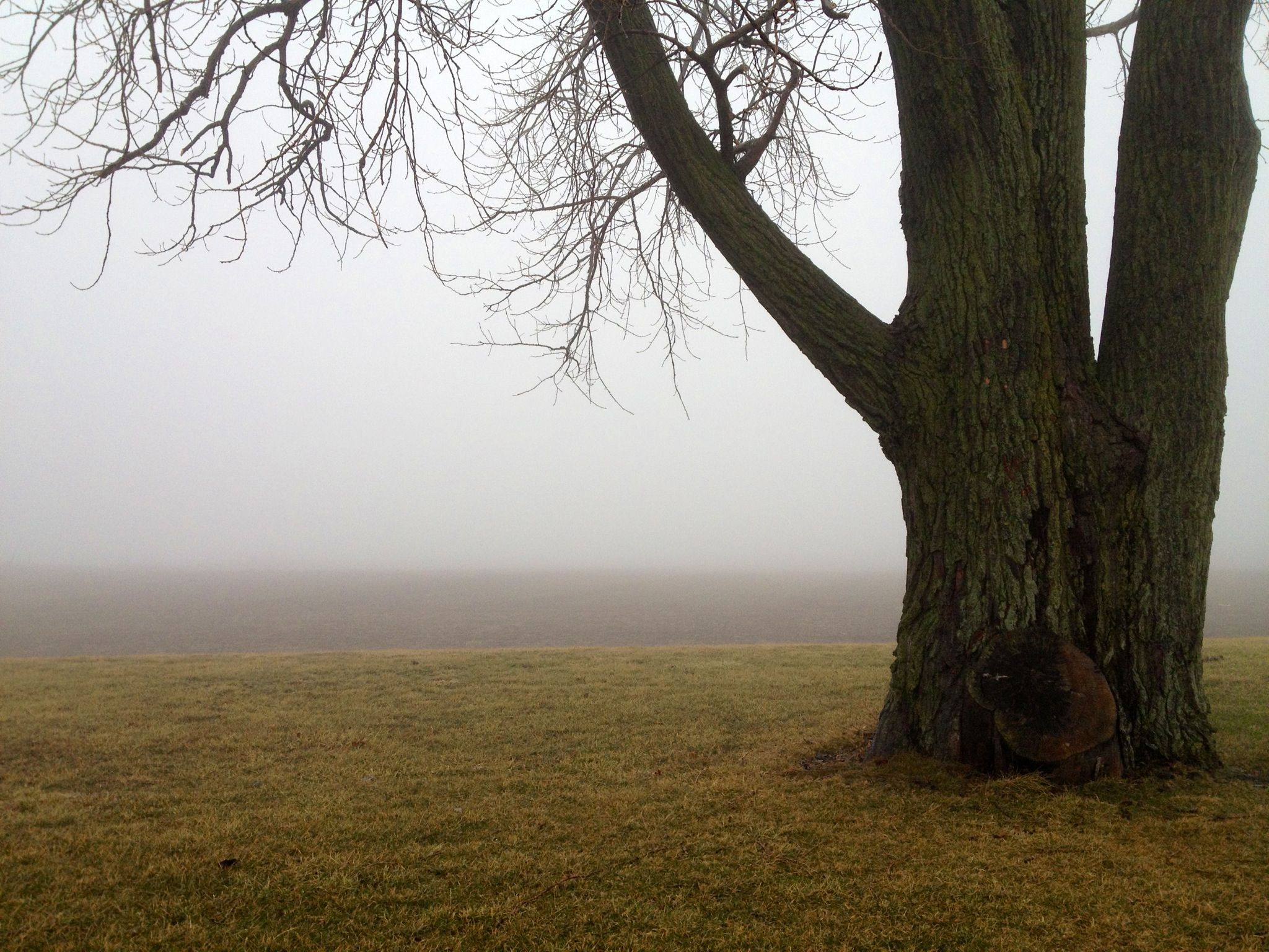 Spooky Tree Into An Empty Foggy Cornfield Illinois Fog