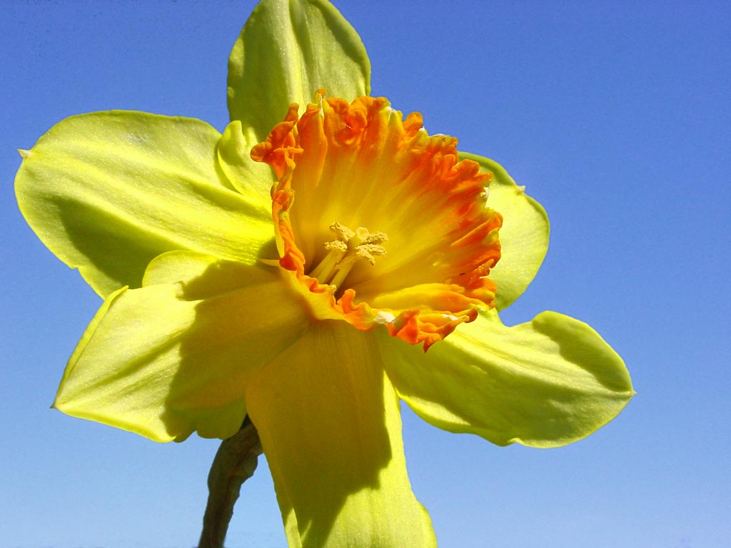 Wallpaper Sea Daffodil Flower