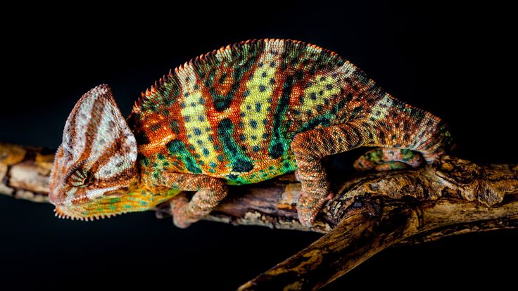 Veiled Chameleon HD Lizard Wallpaper