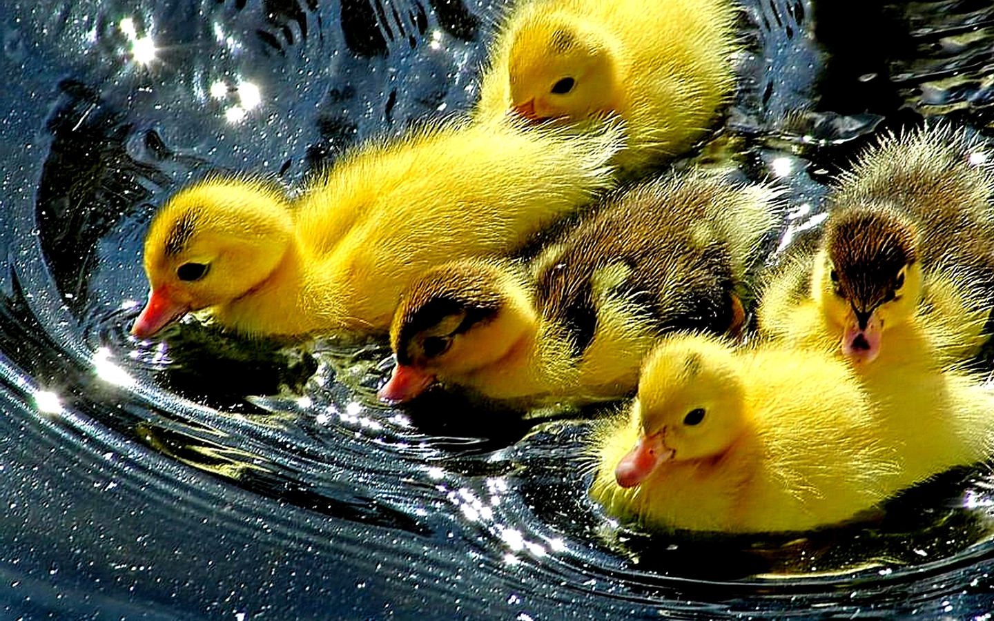 Yellow Ducklies Wallpaper Photo And All