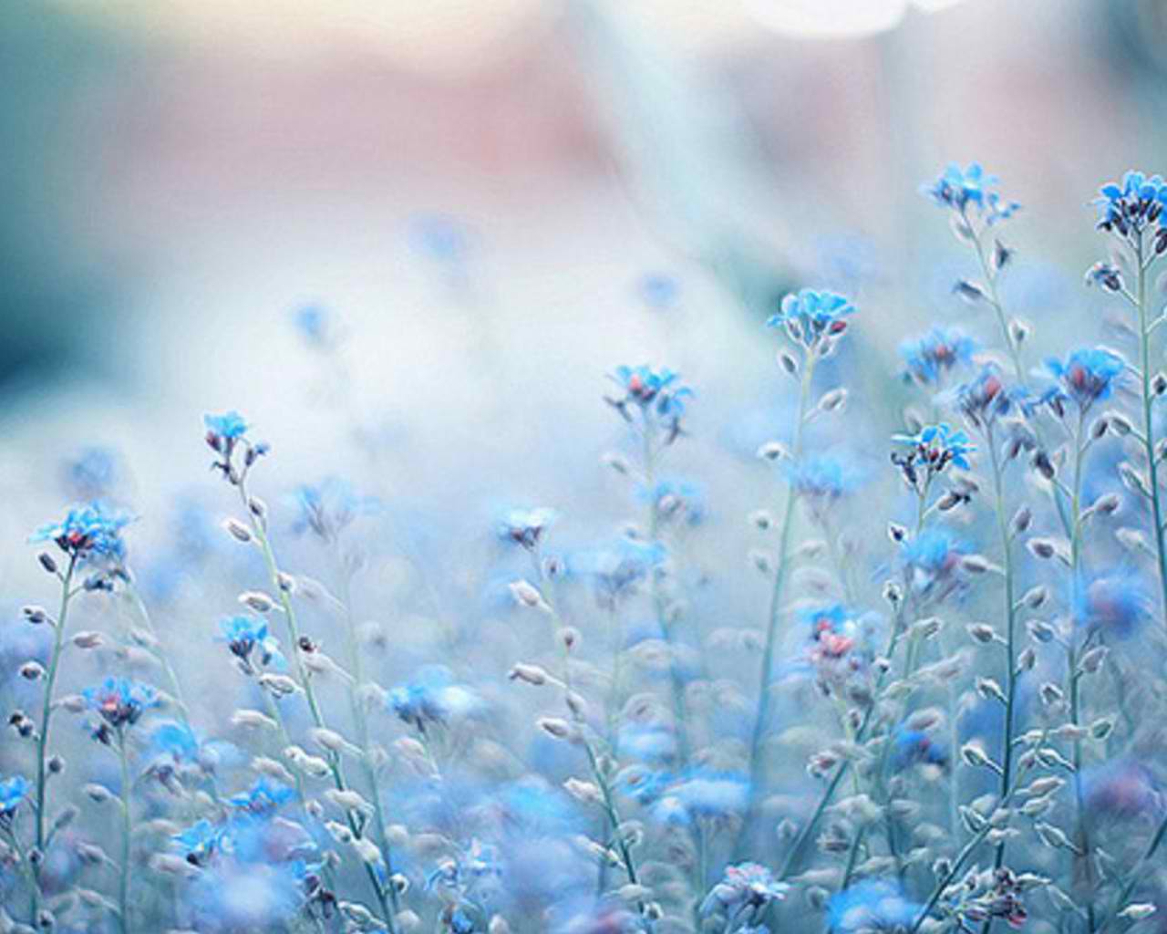 Cynthia Selahblue Cynti19 Image Blue Flowers HD Wallpaper And