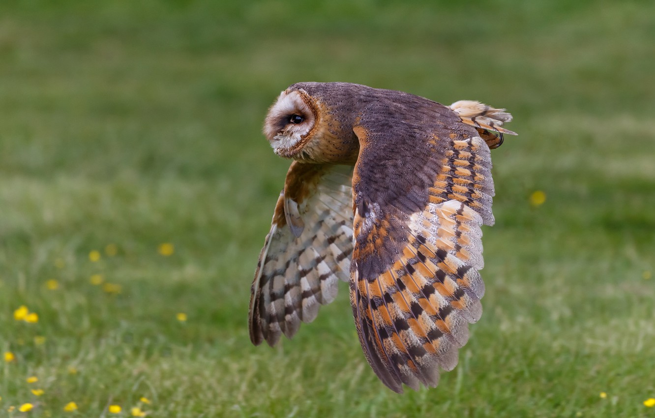 Wallpaper Flight Nature Background Owl Bird Wings Flies The