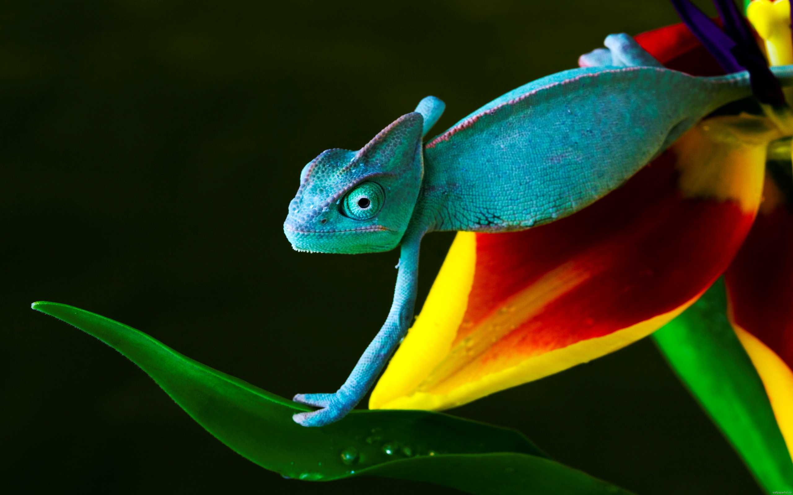 A vibrant blue chameleon perched on a colorful flower and leaf against a dark background