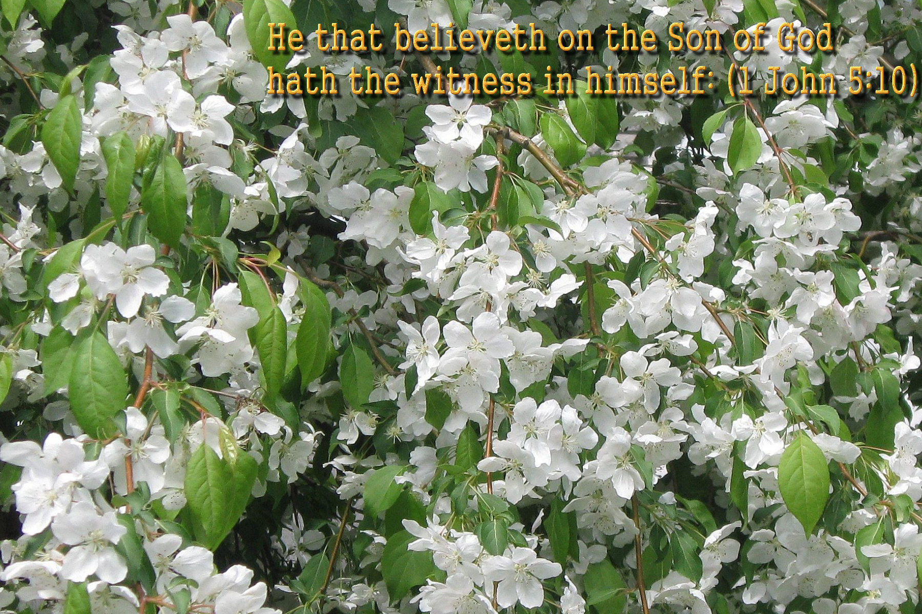 Bible Verses Spring Flowers Wallpaper