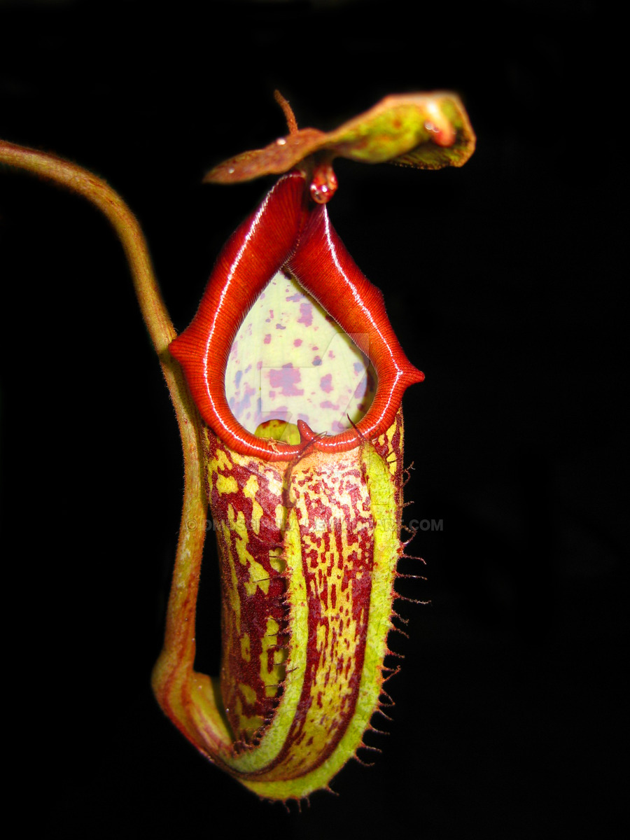 Nepenthes Sp By Dmuscipula