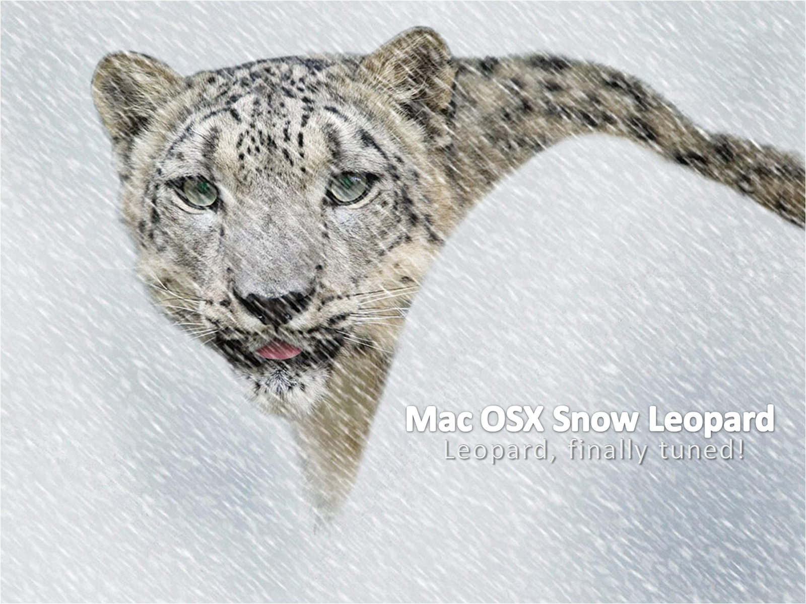 Animals Best Pictures Gallery Snow Leopard Wallpaper