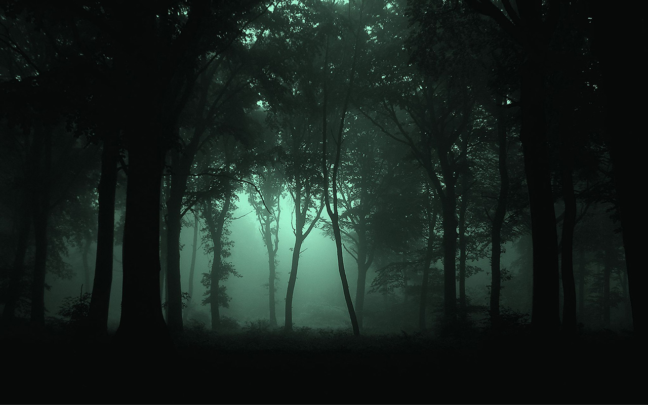 Fog Forest Night HD Wallpaper Background Image