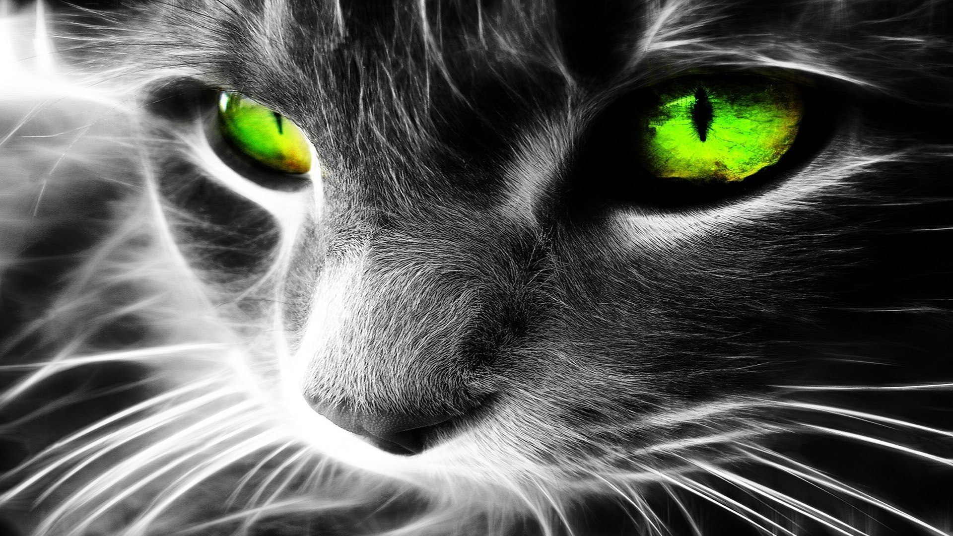 Cat with green eyes wallpaper 1920x1080 HQ WALLPAPER   37274