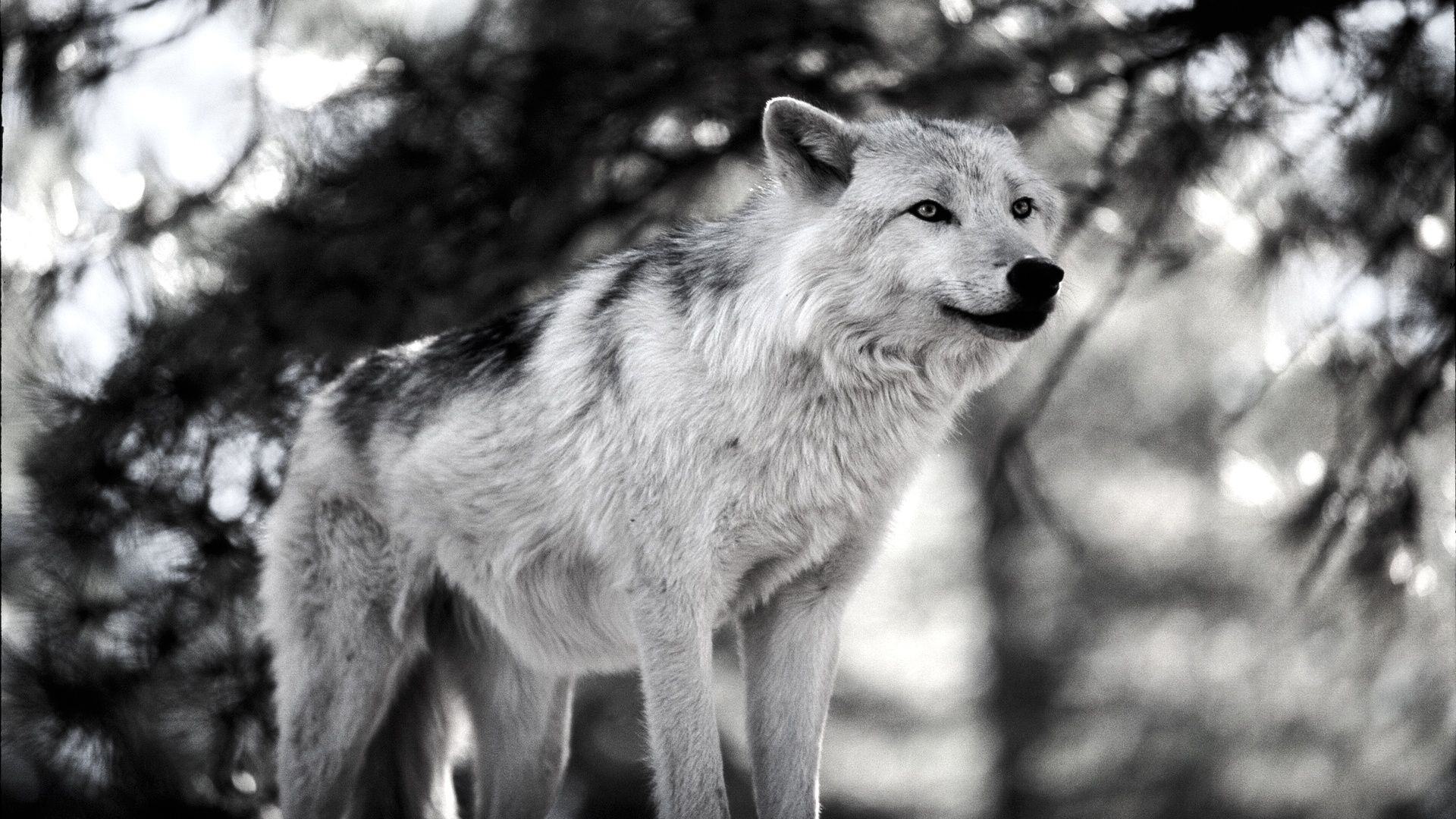 Wolf Pictures All About Wolves Wallpaper