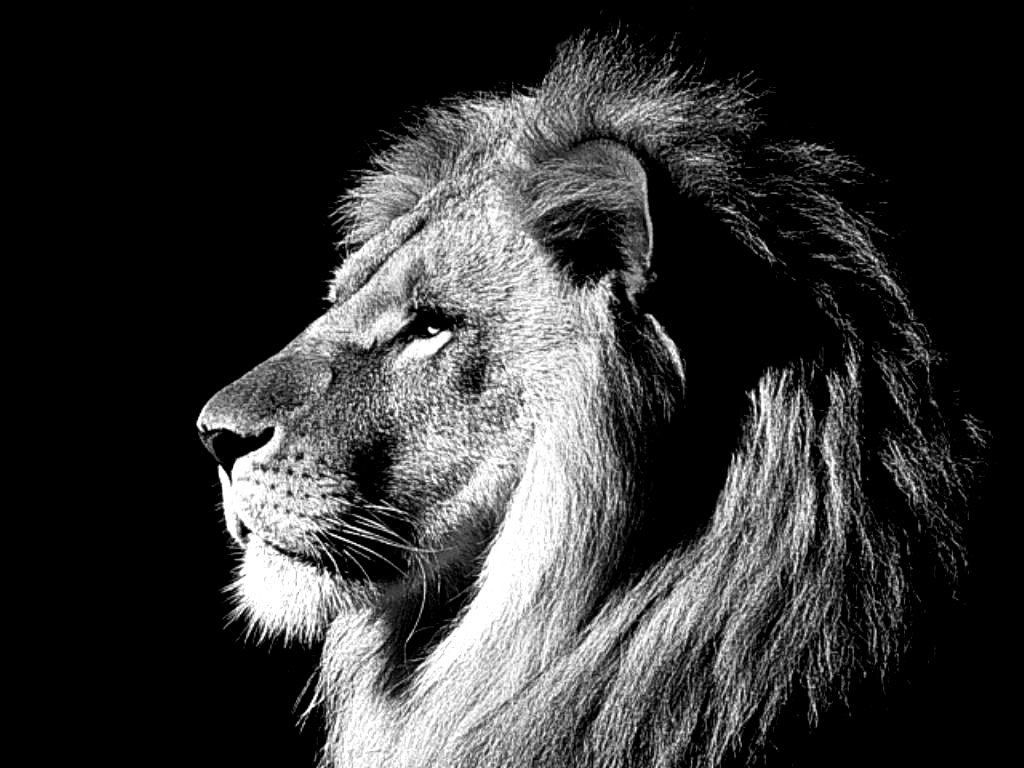 lions black and white photography