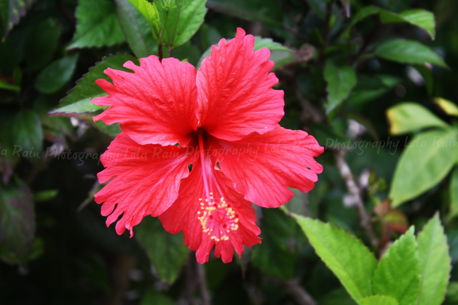 Tropical Flowers Utama Info
