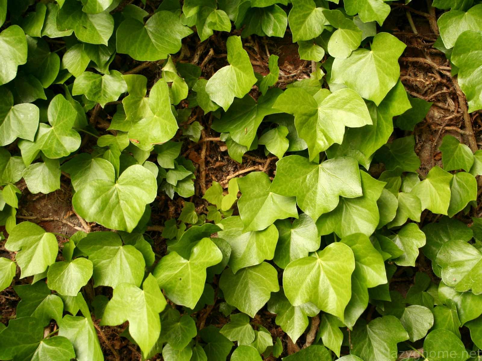  Free Download Climbing Ivy Desktop And Mobile Wallpaper Wallippo By 