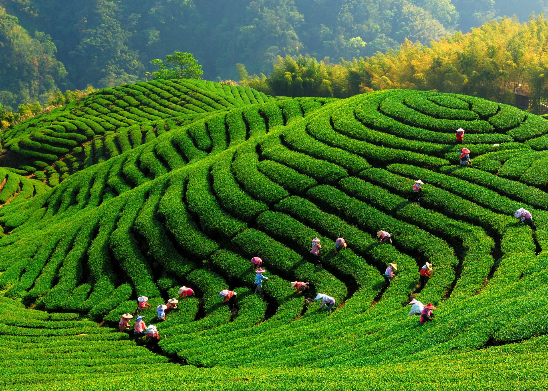 Tea Garden Wallpaper