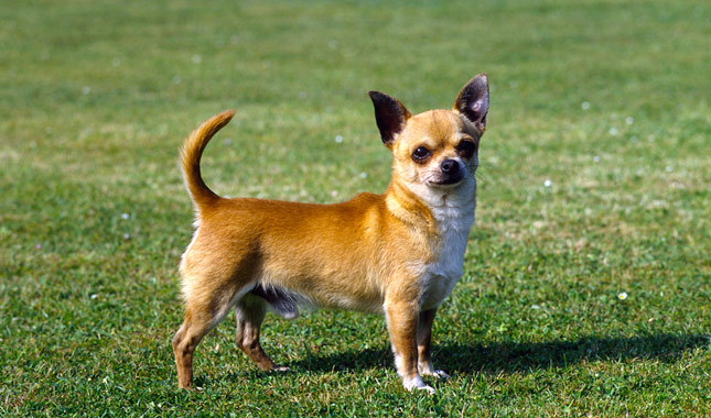 Chihuahua Breeds HD Wallpaper Dogbreedswallpaper