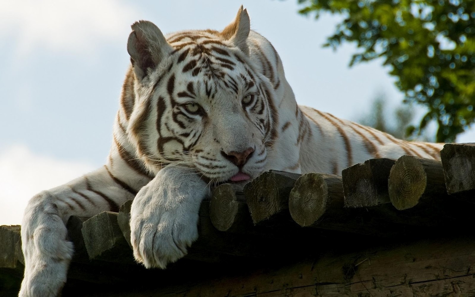 Amazing White Tiger Wallpaper Wallpaper amp Pictures
