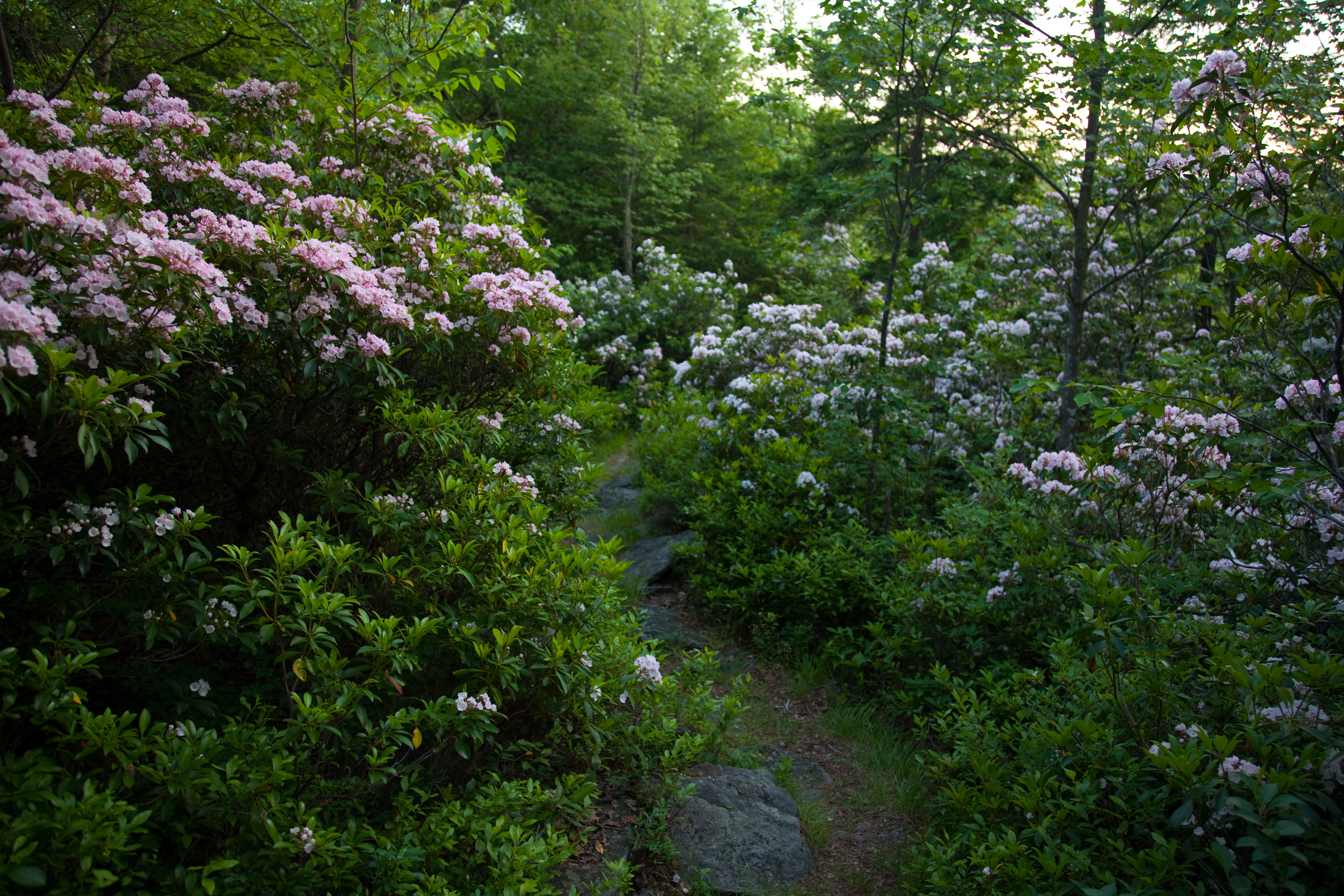 Spring Wildflowers Walking Trail West Virginia File Mountain