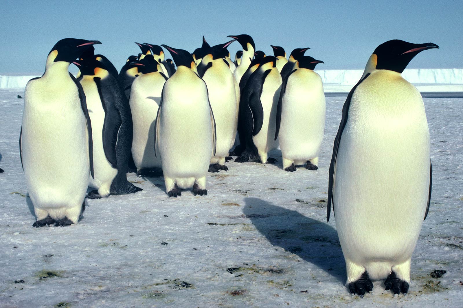 Emperor Penguin Desktop And Mobile Wallpaper Animals Town