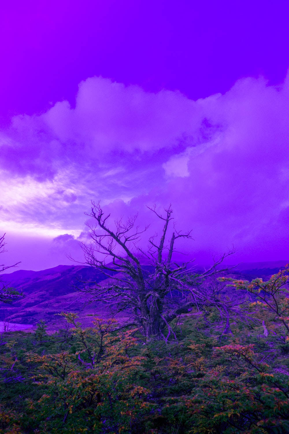 Top Purple Tree Wallpaper Full HD 4k To Use