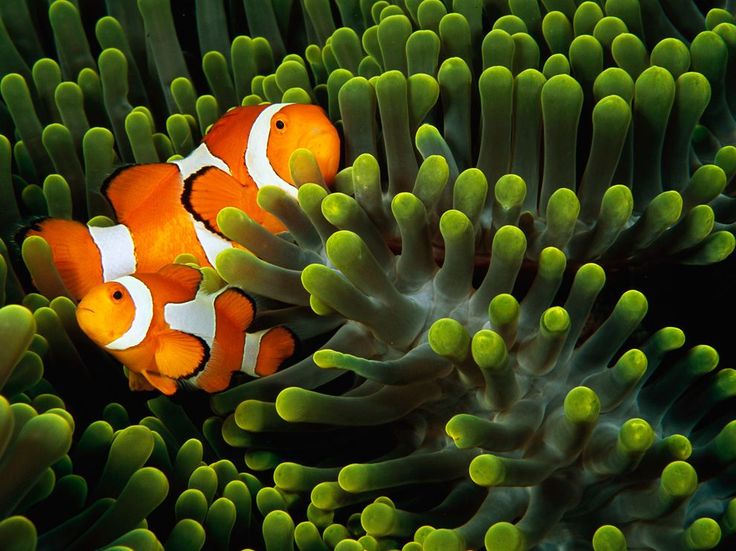 Clown Anemonefish Nestle Amid The Tentacles Of A Sea Anemone Off