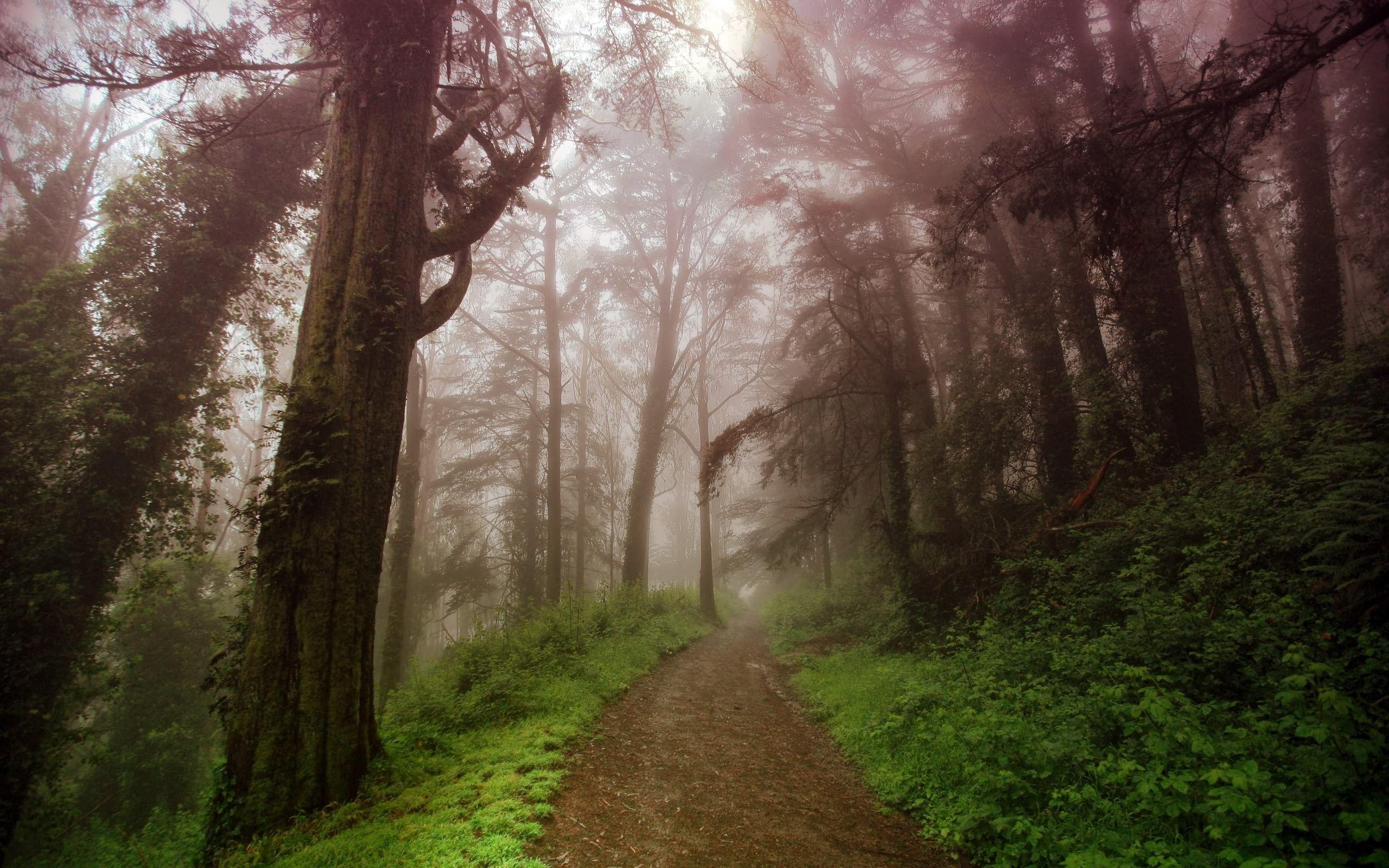 Foggy Forest Background Wallpaper