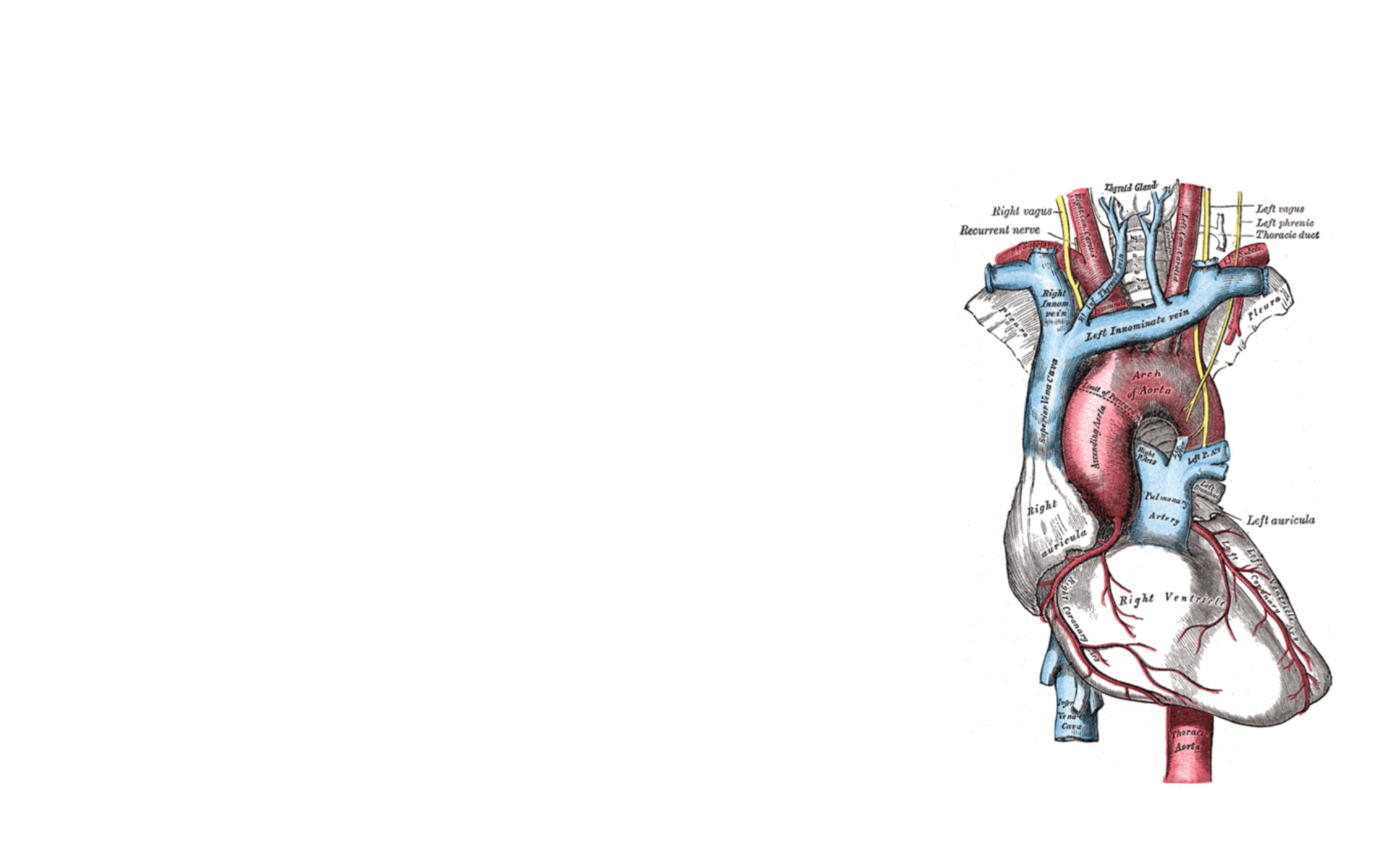 grays anatomy heart because ve got such big HD Wallpaper of Love