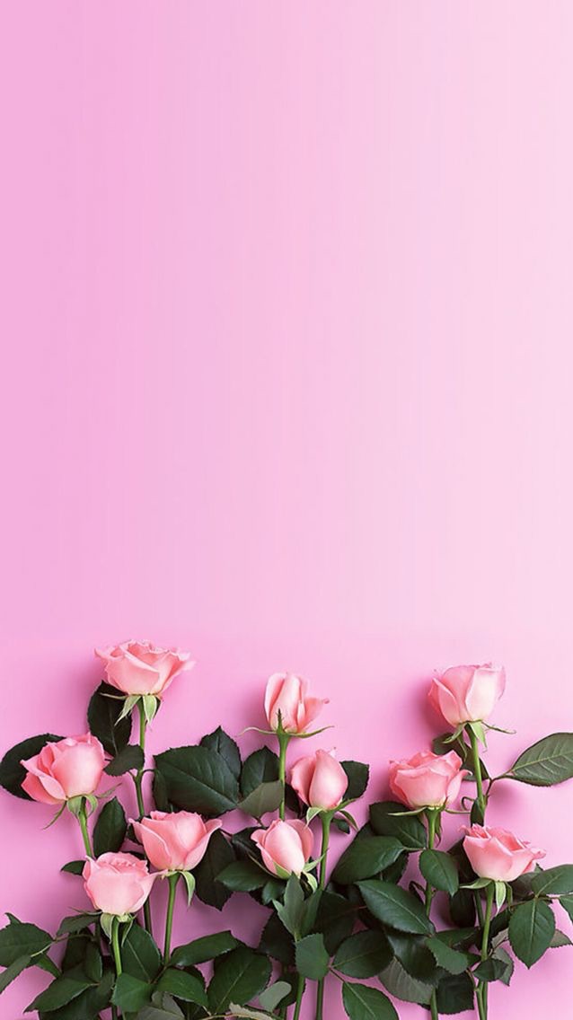 Pink Roses Wallpaper Rose Phone Background