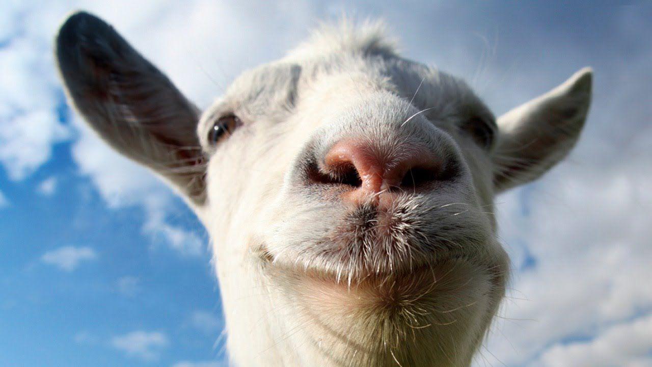 Animals Desktop Wallpaper Goat Simulator HD