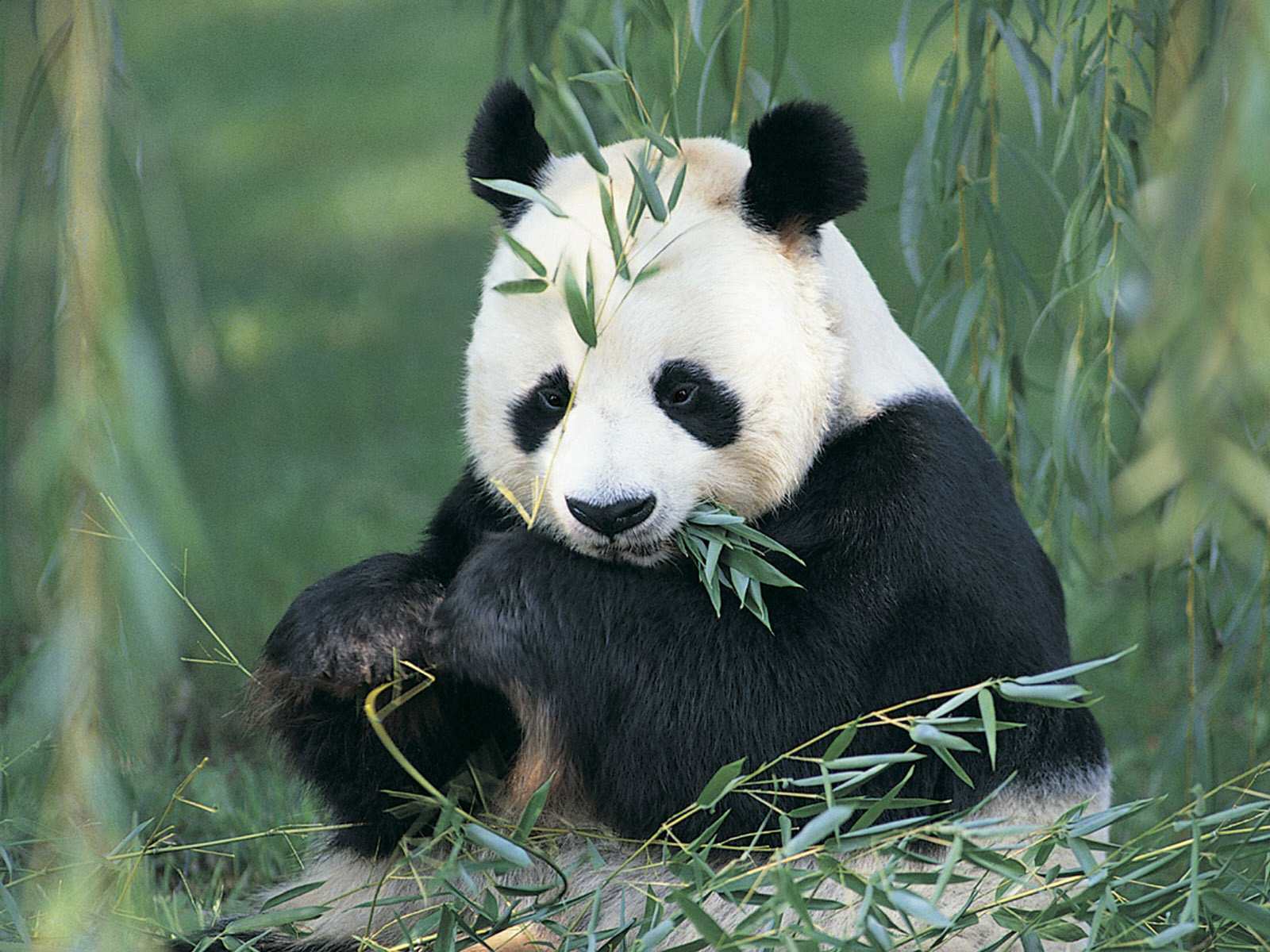 Sweet Panda Pandas Wallpaper