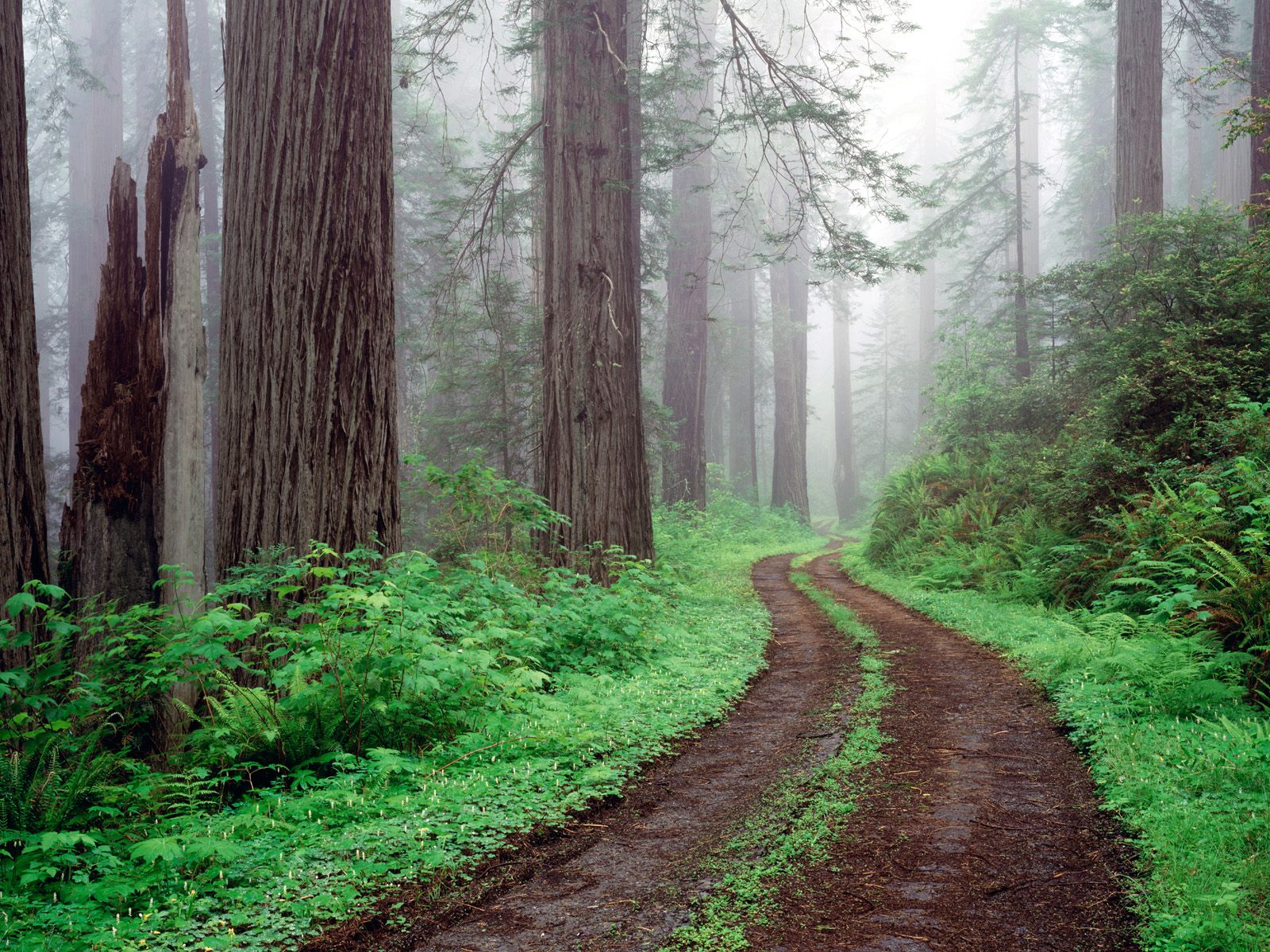 Park California Forests Photography Desktop Wallpaper