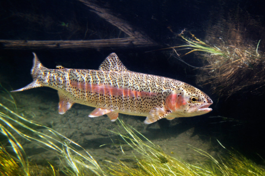 Rainbow Trout Oncorhynchus Mykiss