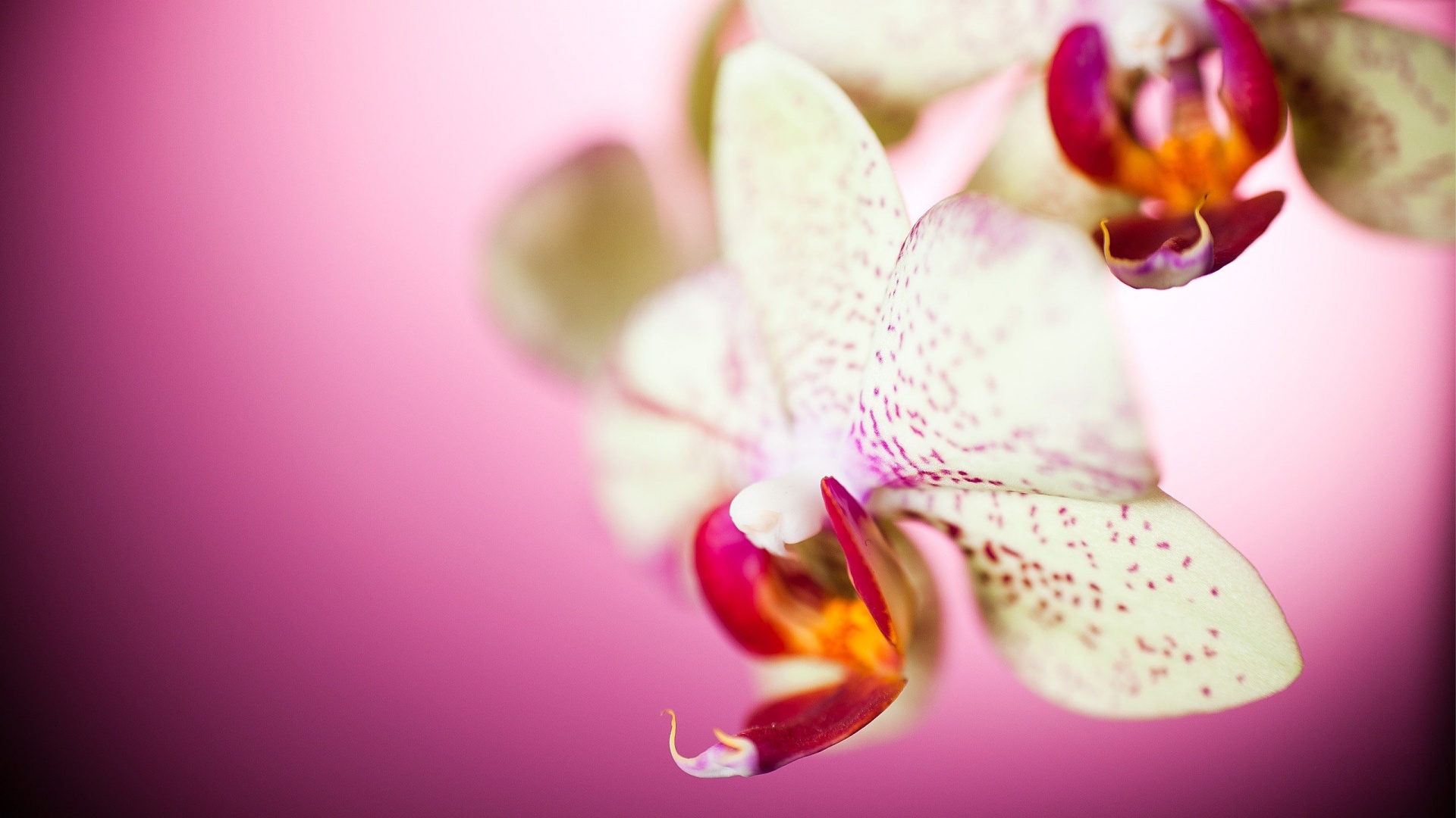 Beautiful Orchid Wallpaper