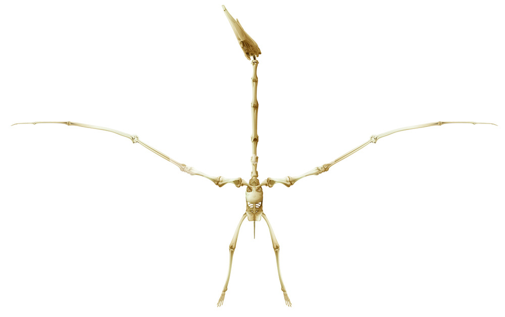 Illustration Of A Pterodactyl Skeleton On White Background