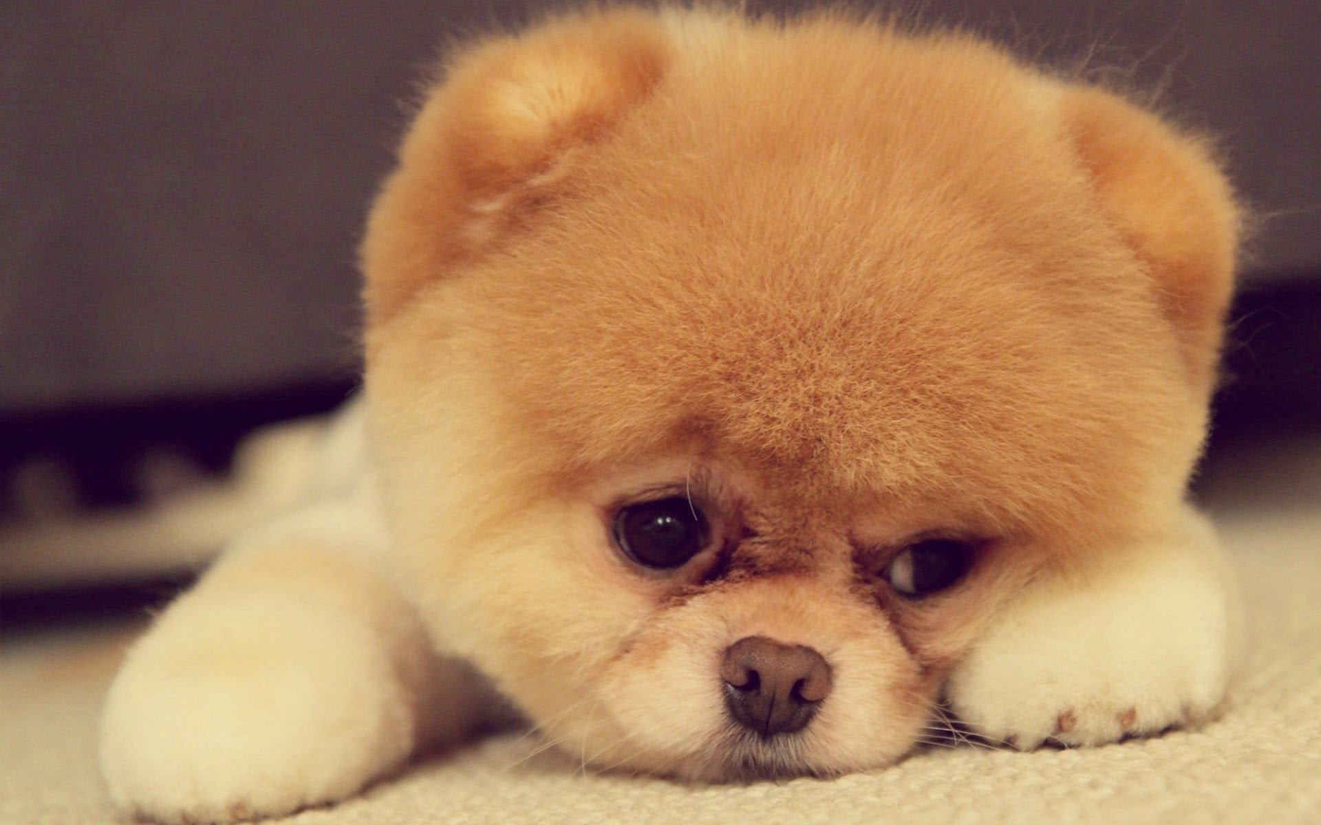 Puppy Sad Face Dog Animals HD Wallpaper Image