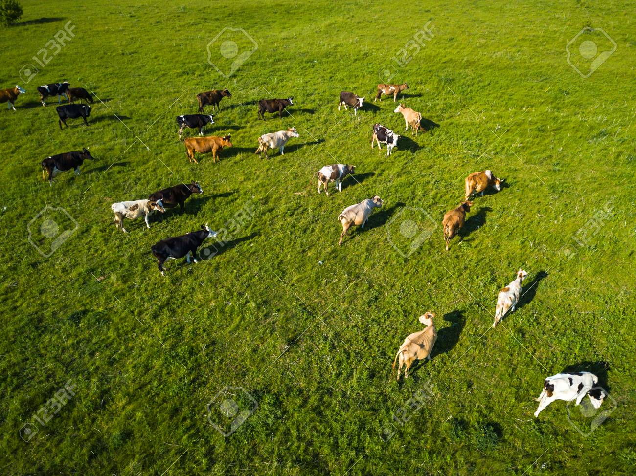 Green Field With Grazing Cows Aerial Background Of Meadow
