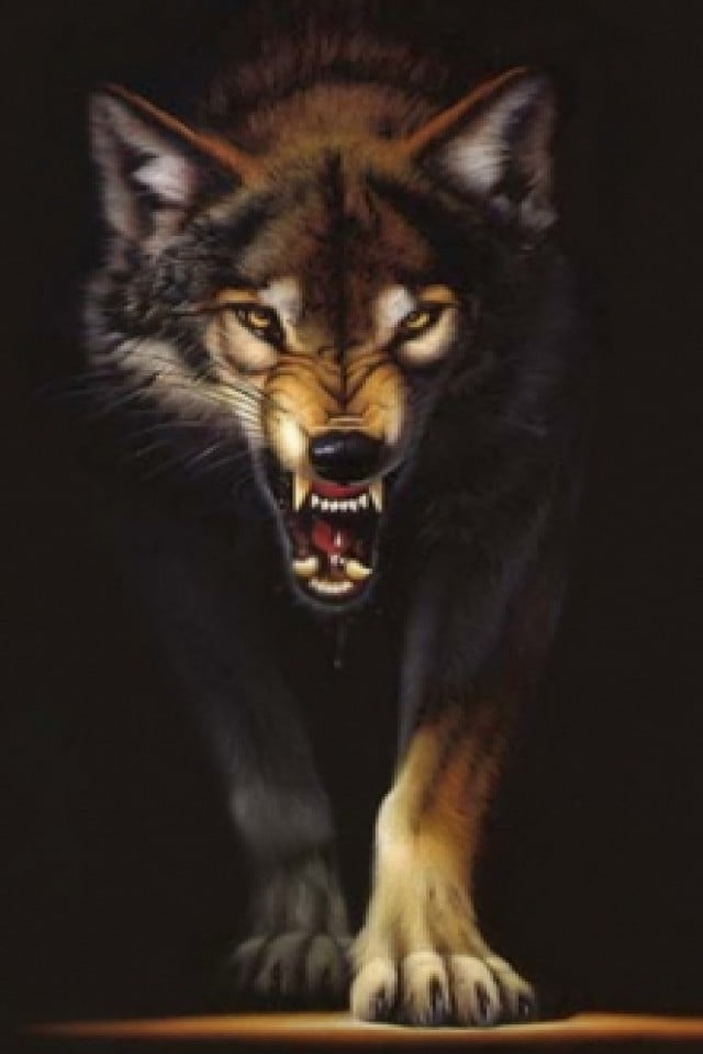 45 Wolf Wallpaper For Iphone On Wallpapersafari