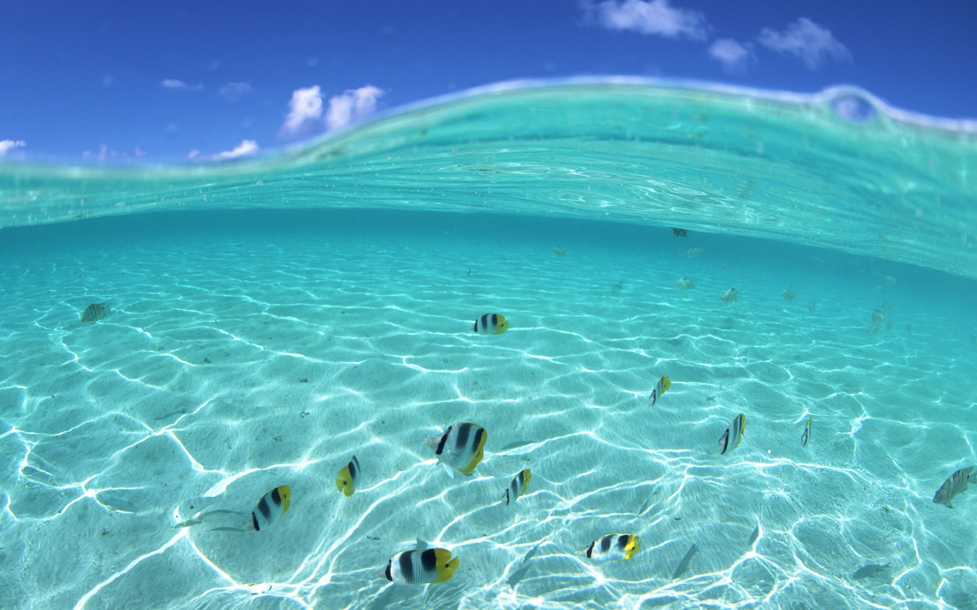Underwater Fish In Hawaii Wallpaper HD