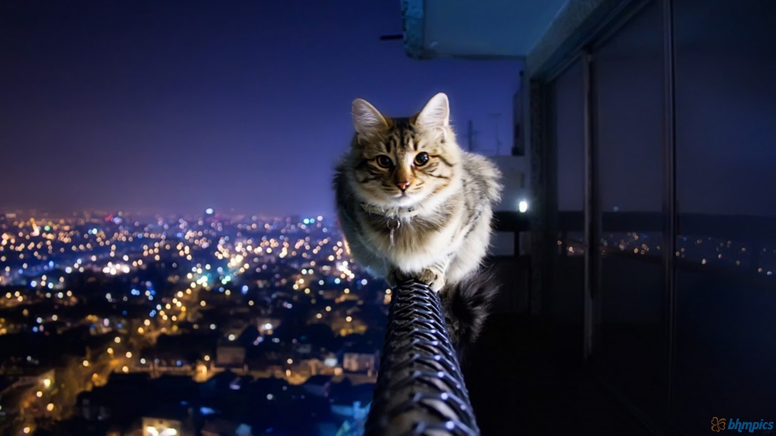Fearless Cat Wallpaper HD