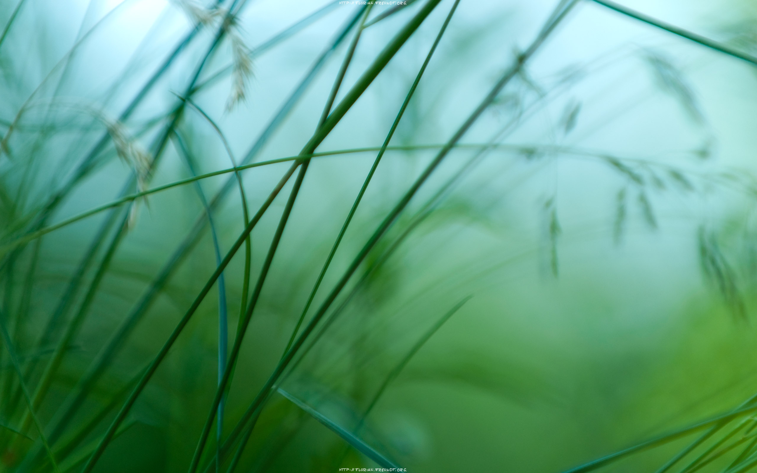 Green Leaves Wallpaper