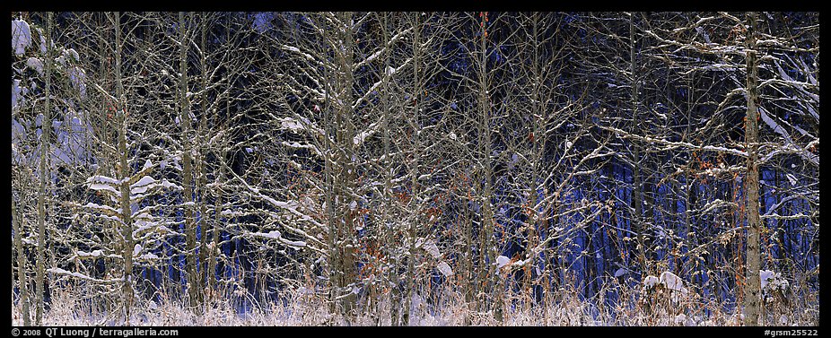 Forest scene in winter with fresh snow Great Smoky Mountains National